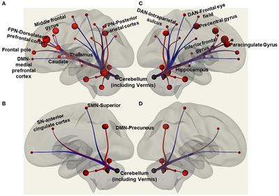 Cerebello-cortical functional connectivity may regulate reactive balance control in older adults with mild cognitive impairment